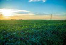 Produtores e atacadistas de grãos não recolhem imposto devido ao estado