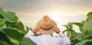 Emissão do NF-e por produtores rurais