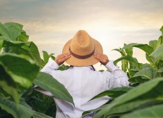 Emissão do NF-e por produtores rurais