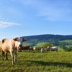Governador do Acre reduz a base de cálculo do ICMS em 80% nas operações interestaduais com gado bovino.