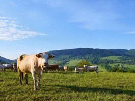 Governador do Acre reduz a base de cálculo do ICMS em 80% nas operações interestaduais com gado bovino.