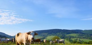 Governador do Acre reduz a base de cálculo do ICMS em 80% nas operações interestaduais com gado bovino.