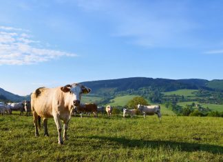 Governador do Acre reduz a base de cálculo do ICMS em 80% nas operações interestaduais com gado bovino.