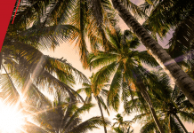 AMAPÁ: Prefeitura de Macapá fortalece economia de agricultores familiares através no cultivo do açaí