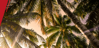 AMAPÁ: Prefeitura de Macapá fortalece economia de agricultores familiares através no cultivo do açaí