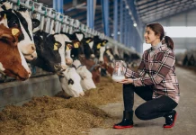 Incentivo fiscal para indústria de laticínios: Estado do Acre adere à lei de Rondônia