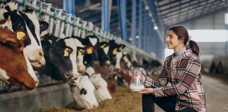 Incentivo fiscal para indústria de laticínios: Estado do Acre adere à lei de Rondônia