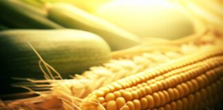 AMAPÁ. Incentivos Fiscais e os Insumos Agropecuários. O que temos de bom ?