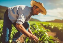 Amapá. Inovação na emissão de documentos fiscais eletrônicos. Regime Especial da Nota Fiscal Fácil (NFF)