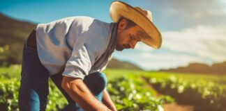 Amapá. Inovação na emissão de documentos fiscais eletrônicos. Regime Especial da Nota Fiscal Fácil (NFF)