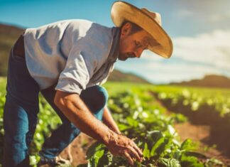 Amapá. Inovação na emissão de documentos fiscais eletrônicos. Regime Especial da Nota Fiscal Fácil (NFF)