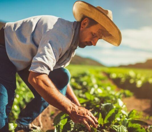 Amapá. Inovação na emissão de documentos fiscais eletrônicos. Regime Especial da Nota Fiscal Fácil (NFF)