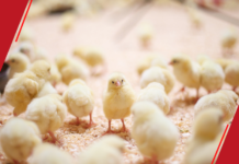 Prefeitura de Macapá entrega 9ª etapa do programa Proaves para produtores de Campina Grande