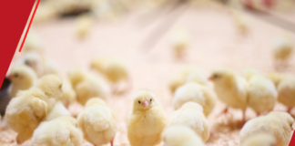 Prefeitura de Macapá entrega 9ª etapa do programa Proaves para produtores de Campina Grande