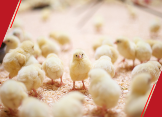 Prefeitura de Macapá entrega 9ª etapa do programa Proaves para produtores de Campina Grande