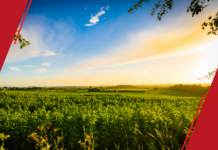 POTENCIALIZANDO GANHOS: As Vantagens da Condição de Produtor Rural Pessoa Física