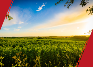 POTENCIALIZANDO GANHOS: As Vantagens da Condição de Produtor Rural Pessoa Física