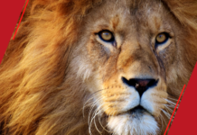 Desmistificando a Contabilidade – IRPF