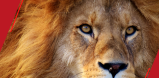 Desmistificando a Contabilidade – IRPF